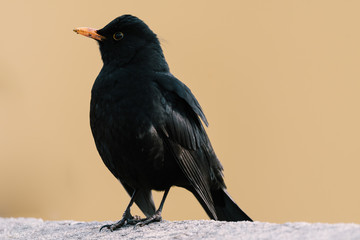Blackbird sitting on the wall and looking around