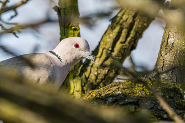Dove sitting on tree branch