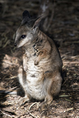a tammar wallaby