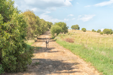 Donkey on a farm at the Koranna Mountain near Excelsior