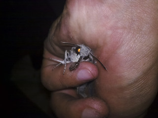 Butterfly is a brave man in the hand.
