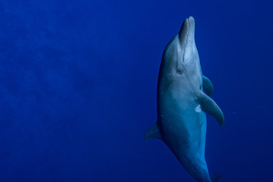 dauphin de Rangiroa