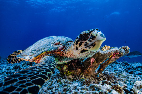 tortue de polyn&eacute;sie