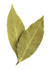 Bay leaves isolated on white background