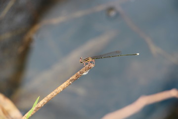 damselfly