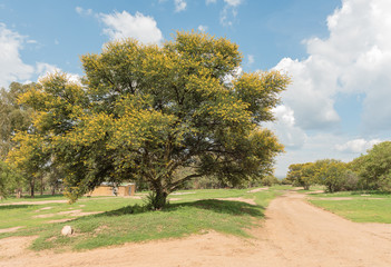 Farm scene at the Koranna Mountain near Excelsior