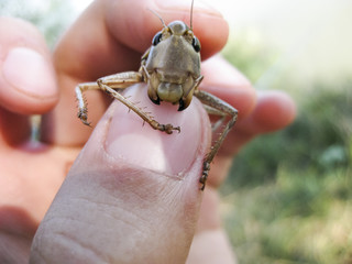 A brown grasshopper in man's pockets. the jaws of a grasshopper.