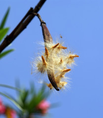 seed plant blown by the wind