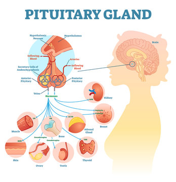 Pituitary gland anatomical vector illustration diagram, educational medical scheme 