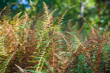 Beautiful yellow orange fern in the forest