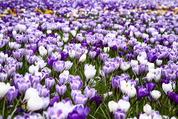 Fototapeta premium Close up of spring crocuses blooming in a park
