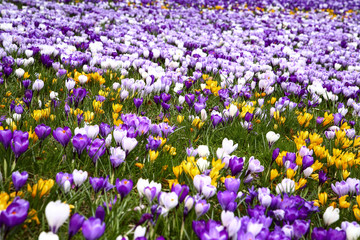 Close up of spring crocuses blooming in a park