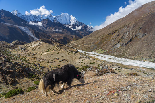 Black yak on hill at Thukla pass, Everest region, Nepal