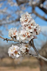 Flores de almendro con abeja