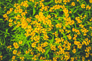 Yellow flower fernce