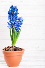 Spring background with hyacinth flower. Holidays 8 March, Mother's day, Easter concept. Greeting card with copy space