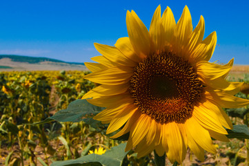 Ripe Sunflower flower