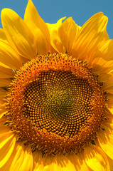 Ripe Sunflower flower