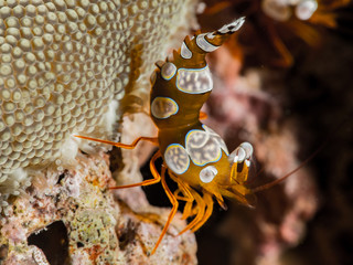 Underwater photography