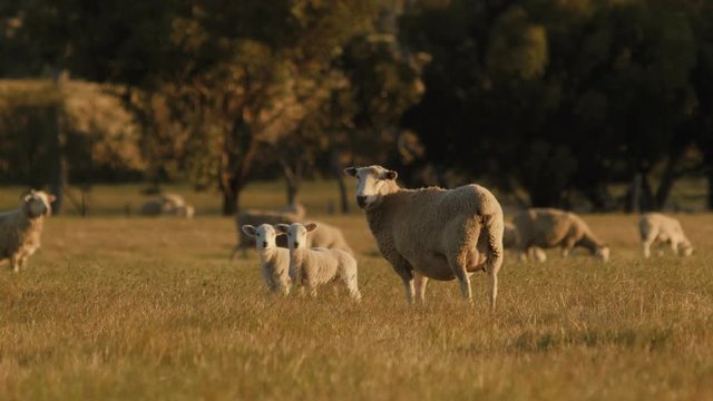 Ewe and Baby Lambs Standing in a Field