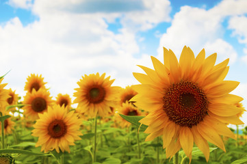 Obraz premium Sunflower on the field