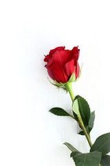 Obraz premium one rose on a table/ long stem with green leaves and red flower on light wooden surface