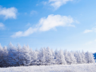 カラマツの霧氷	
