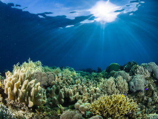 Underwater photography