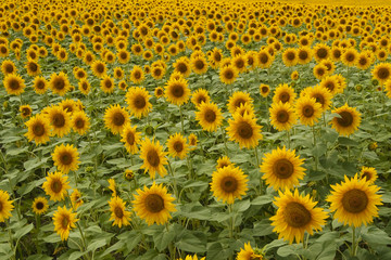 Ripe Sunflower on field