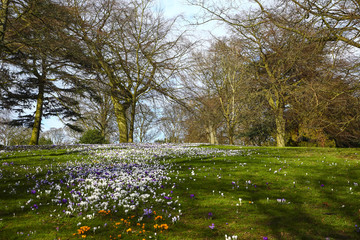 Spring crocus flowers in bloom at Roundhay Park Leeds UK