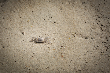 baby crab on the beach in Goa