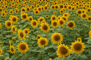 Ripe Sunflower on field