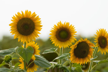 Fototapeta premium Ripe Sunflower flower