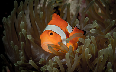 Underwater photography