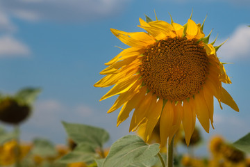 Ripe Sunflower flower
