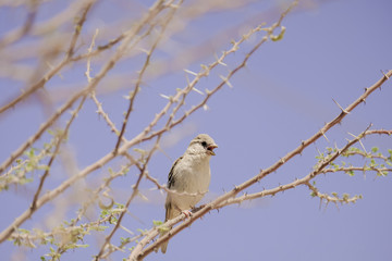 Sparrow bird 