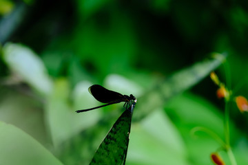 Black dragonfly