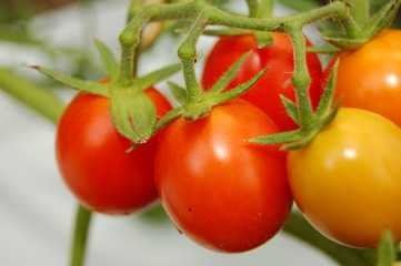 Sol&aacute;num lycop&eacute;rsicum