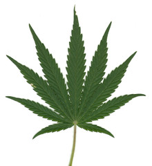 Leaf of Cannabis Sativa, with fine details