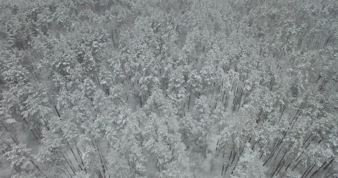 Top down view of the forest in winter. Winter landscape in the forest. Flying over ski track in winter forest. Top down view of ski road.Aerial view of forest covered with snow ,bird's eye view