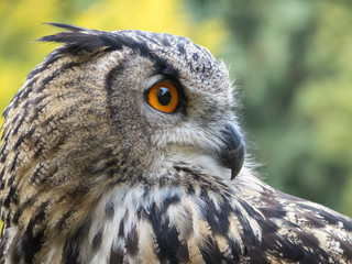 Uhu (Eagle owl, bubo bubo) Portrait, fotografiert in Hamburg, Deutschland