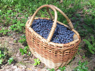 Fototapeta na wymiar full blueberry basket in a pine forest on a summer day
