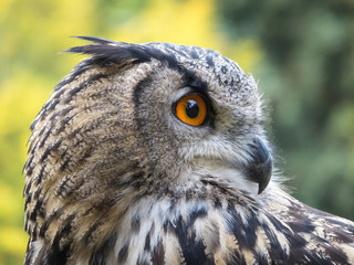 Uhu im Hamburger Wald