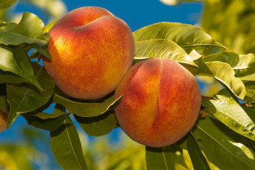 Ripe Peaches in tree