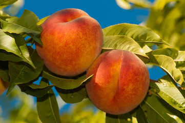 Ripe Peaches in tree
