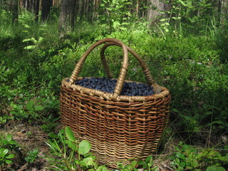 Fototapeta na wymiar full blueberry basket in a pine forest on a summer day