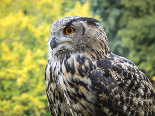 Uhu (Eagle owl, bubo bubo) Portrait, fotografiert in Hamburg, Deutschland
