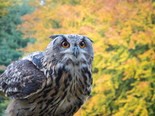 Uhu (Bubo bubo) schaut wachsam