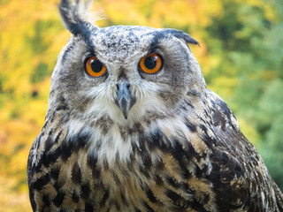 Lustiges Portrai eines Uhu (Bubo bubo)