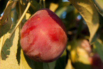 Ripe Plum on tree